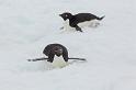 110 Antarctica, Petermann Island, adeliepinguins